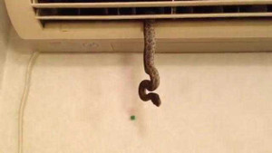 Rùng mình cảnh rắn nấp trong điều hòa