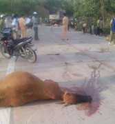 Xe tải cán chết cả đàn bò: Lái xe có phải bồi thường?