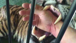 Vô tư cho tay vào chuồng để hổ gặm