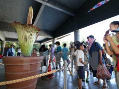 Du khách Nhật Bản đua nhau đến 'ngửi' bông hoa kỳ lạ có mùi thịt thối