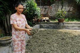 Sự thật người đàn bà được 'nhà Phật' truyền bài thuốc ung thư từ cỏ dại