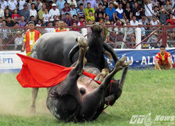 Clip: Thót tim những pha móc hàm quật đối phương của các ‘ông trâu’