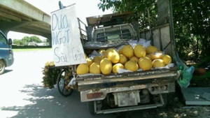 Cách phân biệt dưa vàng Việt với dưa vàng Trung Quốc