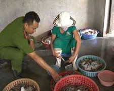 Bắt quả tang bơm tạp chất lạ vào tôm sú chết