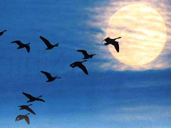 ‘Những người lính không về từ chiến trường đẫm máu, hóa đàn sếu trắng bay cao’