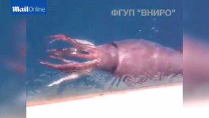 Clip: 'Quái mực' khổng lồ cướp cá của ngư dân