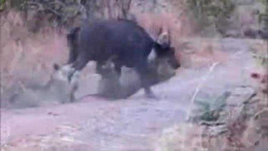 Húc tung sư tử, trâu rừng thoát chết ngoạn mục