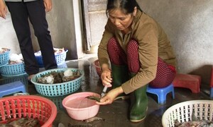 Bơm tạp chất tăng trọng vào tôm sú chết bán cho nhà hàng