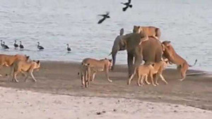 Clip: Voi con khôn ngoan thoát bầy sư tử ngoạn mục