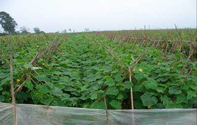 Nông dân Việt khóc ròng nhìn ruộng dưa chuột 'vô sinh'