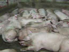 Đột kích trạm bơm nước vào lợn