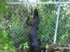 Clip: Bị dồn đến đường cùng, cá sấu trèo rào chạy trốn