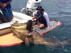 Video: Ngư dân chinh phục ‘thủy quái’ khổng lồ