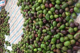 Bơ sáp 15.000 đồng ngập đường phố Hà Nội