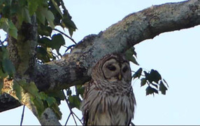 Clip: Con cú mèo có sức chịu đựng nhất năm