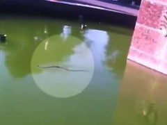 Clip: Rắn lục bùng phát do thời tiết ẩm ướt