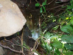 Bị mẹ chồng chửi mắng, mẹ trẻ nhẫn tâm bỏ con chết dưới khe suối