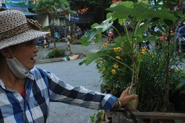 Mua cây trang trí, không ngờ rước 'tử thần' vào nhà