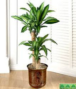 Cây trang trí nhà: Vừa đẹp, vừa mang lại sức khỏe cho gia chủ
