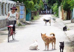 Chó cắn khiến mặt rách rất thương tâm