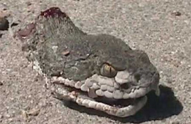 10 động vật kỳ dị bị đứt đầu vẫn sống