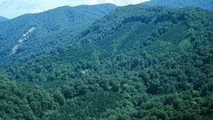 Thảm sát 4 người ở Yên Bái: Nghi phạm dẫn theo một cô gái bỏ trốn