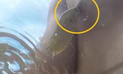 Clip: Cá nghịch ngợm nhảy lên cắn ngực người đàn ông