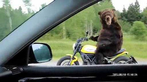 Gấu lái mô tô ngoài đường, chỉ có ở Nga