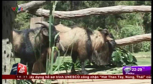 Cận cảnh đàn dê lạ giống sư tử ở Lâm Đồng