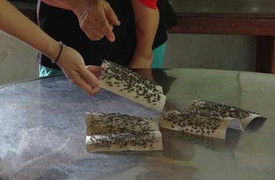 Nhiều năm dân phải sống chung với ruồi trong hôi thối