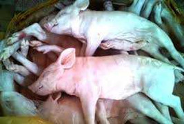 Thu giữ 1,1 tấn heo sữa không rõ nguồn gốc