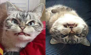 Clip: Chú mèo có cặp răng nanh ghê rợn như ma cà rồng