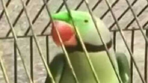 Lăng mạ cụ bà 85 tuổi, vẹt bị bắt giữ