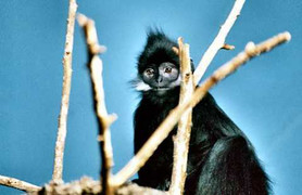 Nghe tiếng hót buồn thảm của những 'con ma' trong rừng Tuyên Quang