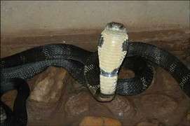 Phát hiện gần 100 con rắn hổ mang chúa trên xe ô tô