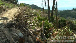 Lâm tặc cạo trọc cả một cánh rừng ở Phú Yên