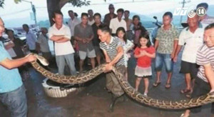 Clip: Cụ già 73 tuổi giết con trăn dài 3,9 mét