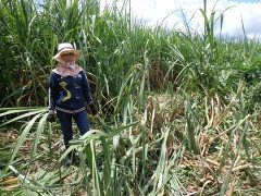 Đàn voi rừng ùa về phá hoại nương rẫy của dân