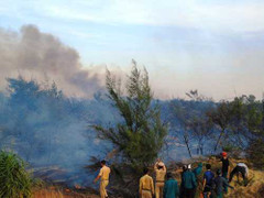 Cháy lớn, hàng chục hecta rừng phòng hộ bị thiêu rụi