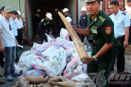 Cận cảnh vụ buôn lậu ngà voi lớn nhất Đà Nẵng từ trước tới nay