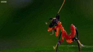 Clip: Bọ ngựa 'biểu diễn kungfu' xua đuổi nhện 'khủng'