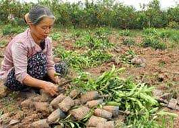 Nông dân làm gì để thoát nghèo?