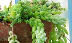 Những loại cây cực độc không được trồng trong nhà