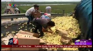 Clip: Lật xe, hàng ngàn con gà tràn ra đường