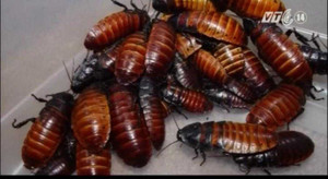 Kinh dị cảnh 26 con gián làm tổ trong tai người