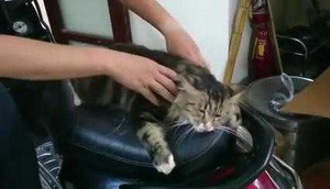 Clip: Mát-xa cho mèo và cái kết thảm thương