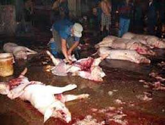 90% cơ sở giết mổ gia cầm không kiểm soát