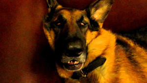 Clip: Chú Béc-giê có điệu ngủ ‘bá đạo’ nhất quả đất