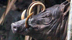 Kỳ lạ loài lợn có nanh cong vút và cặp sừng trên đầu