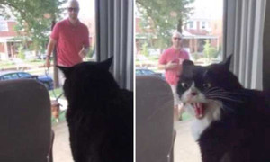 Clip: Chú mèo ‘khóc thét’ vì chủ đưa thú cưng mới về nhà